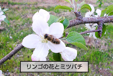 農薬の使用は最低限