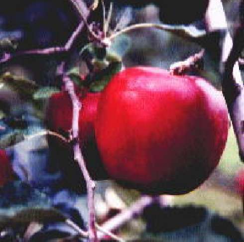 完熟紅玉イメージ01