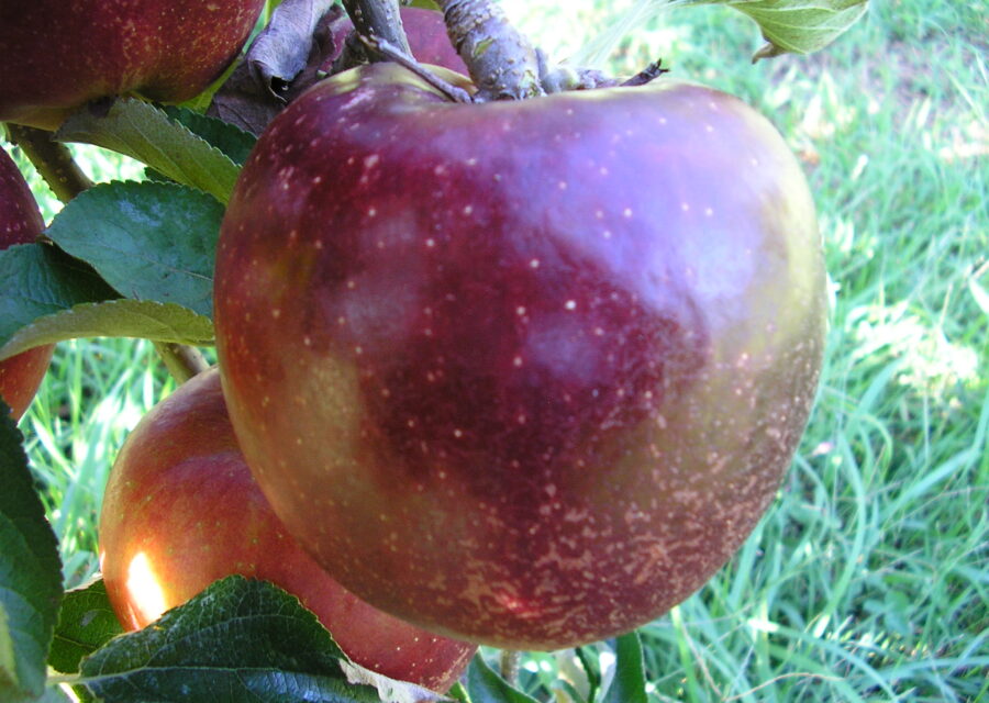 りんご(新品種)　8月中旬～１２月中旬イメージ03