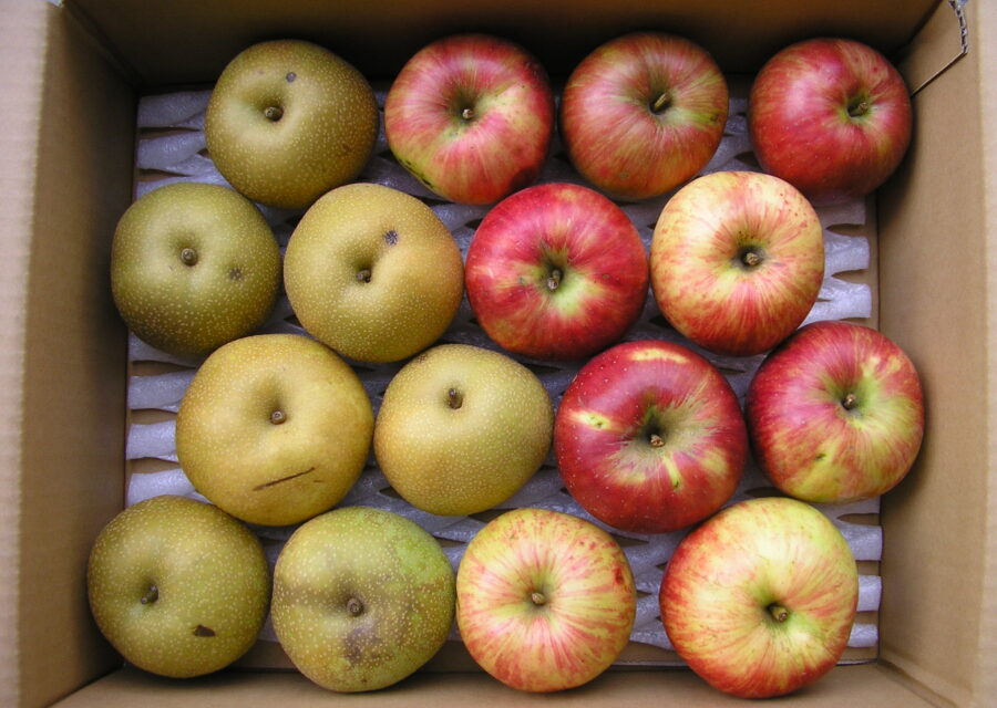 りんご・梨の規格外品詰め合わせ(8月下旬～12月上旬)イメージ01